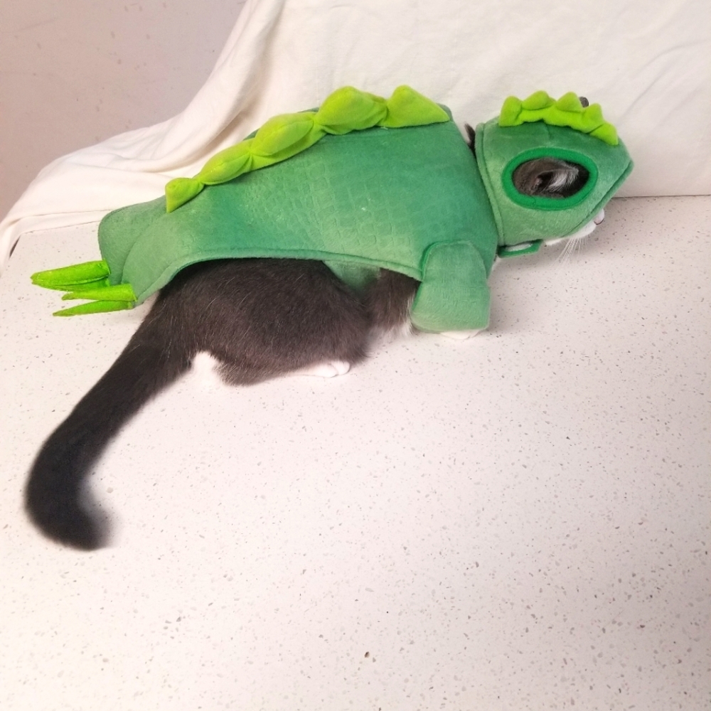 Stegosaurus Dinosaur LED Dog/Cat Costume S